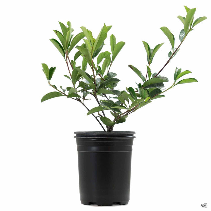 Photinia 1 gallon