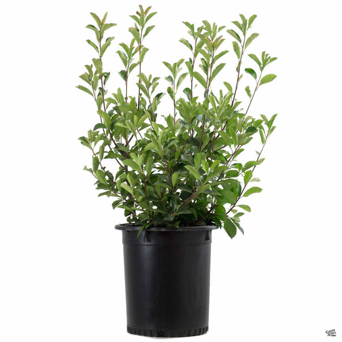 Photinia 15 gallon
