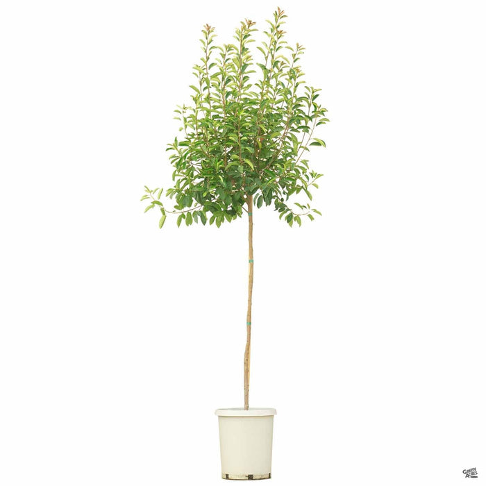 Red Tip Photinia Standard 15 gallon