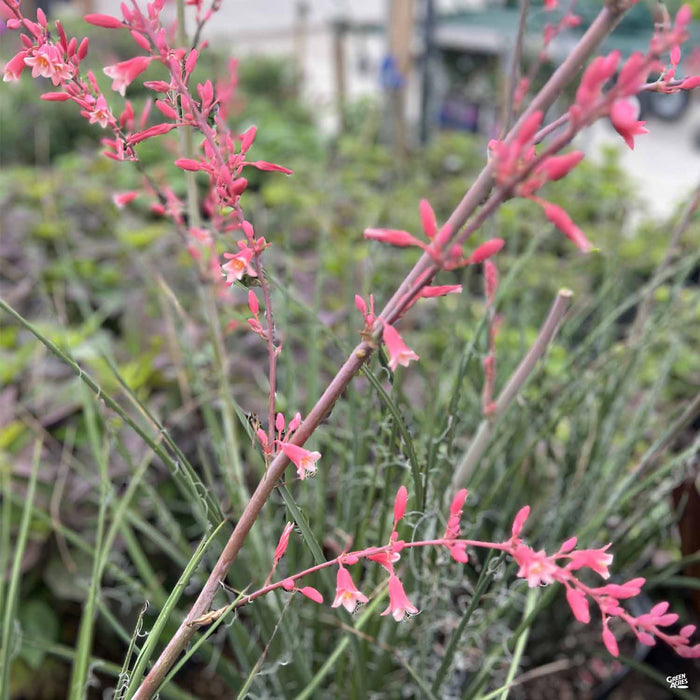 Red Yucca Little Giant