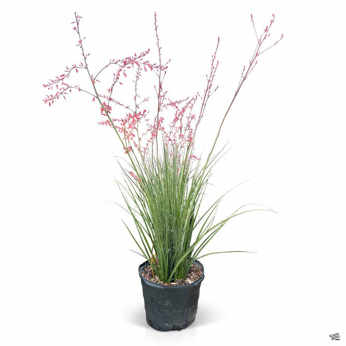 Red Yucca Little Giant 5 gallon
