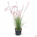 Red Yucca Little Giant 5 gallon