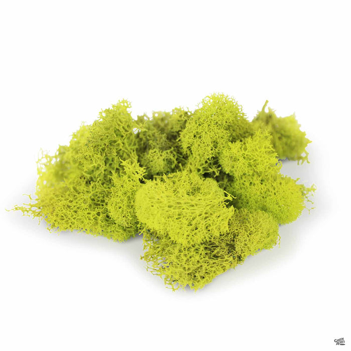 Reindeer Moss