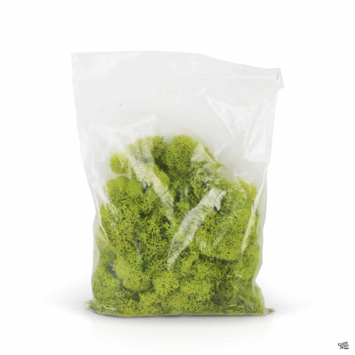 Reindeer Moss