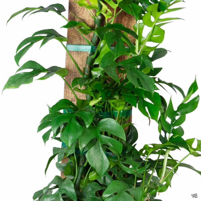 Dwarf Monstera