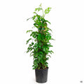 Rhaphidophora tetrasperma totem 2 gallon