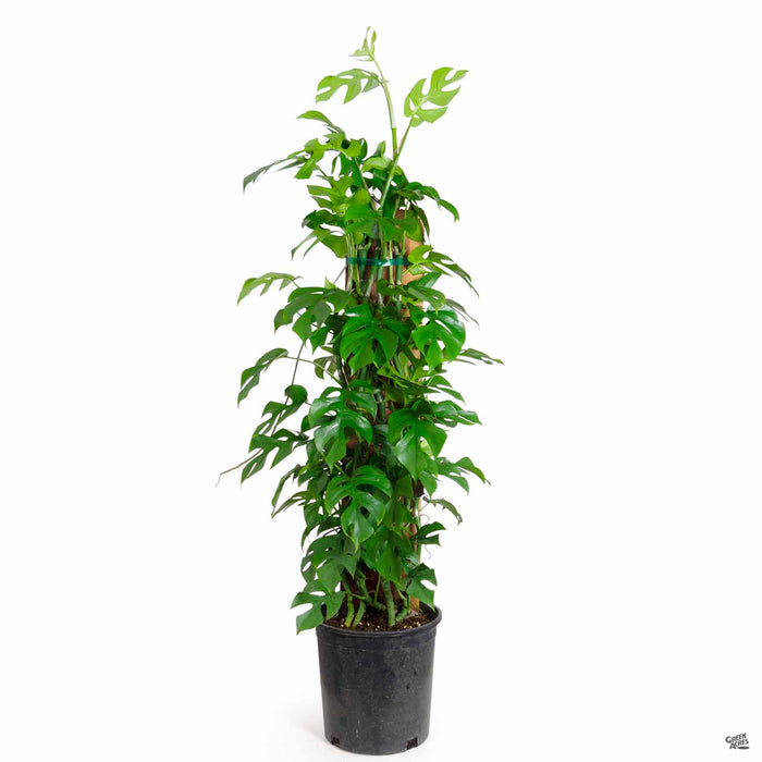 Rhaphidophora tetrasperma totem 2 gallon