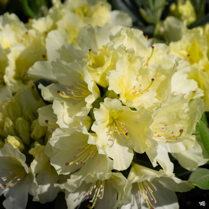 Rhododendron 'Capistrano'