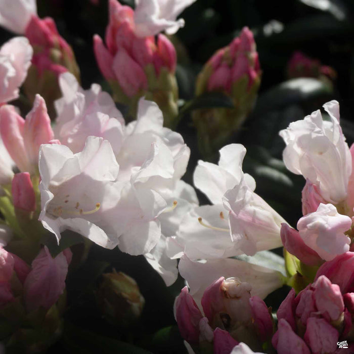 Rhododendron 'Yaku Princess'
