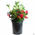 Rhododendron Baden Baden 1 gallon