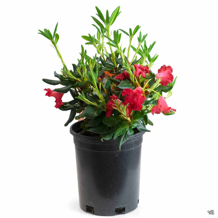 Rhododendron Baden Baden 1 gallon