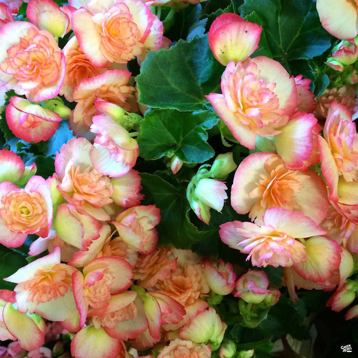 Rieger Begonias