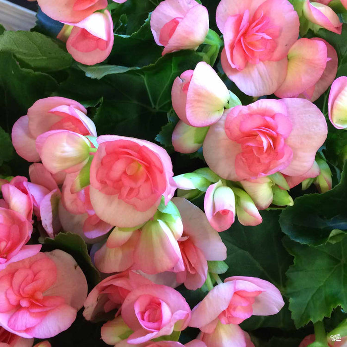 Rieger Begonias
