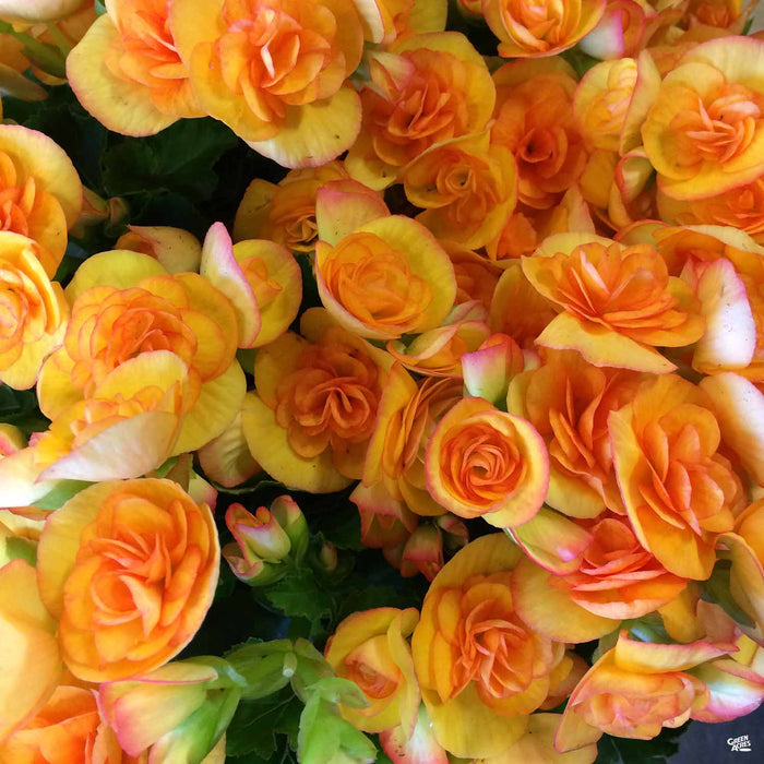 Rieger Begonias