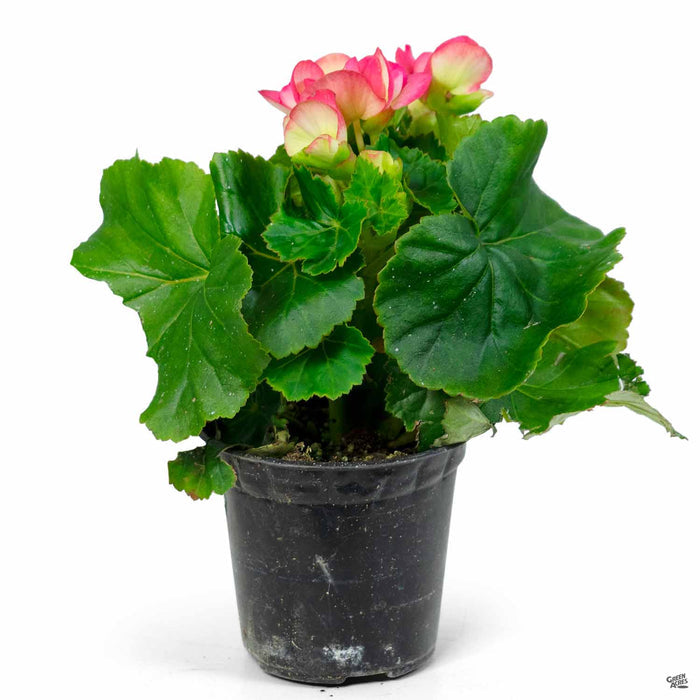 Rieger Begonias 4 inch Pink