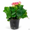 Rieger Begonias 4 inch Pink