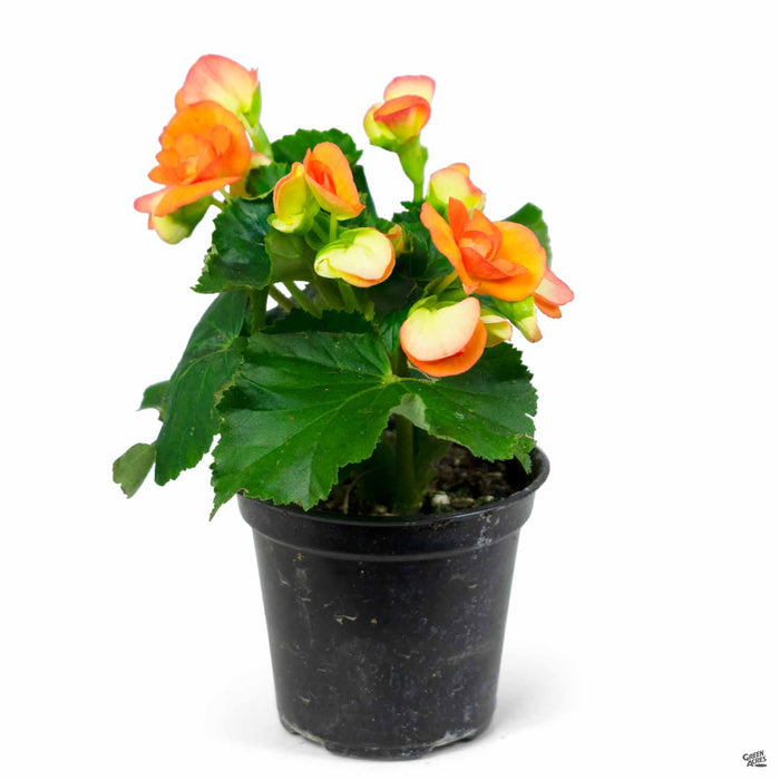 Rieger Begonias 4 inch Orange