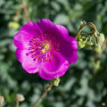 Rock Purslane