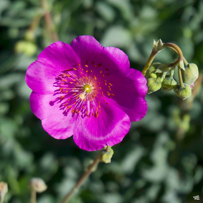 Rock Purslane