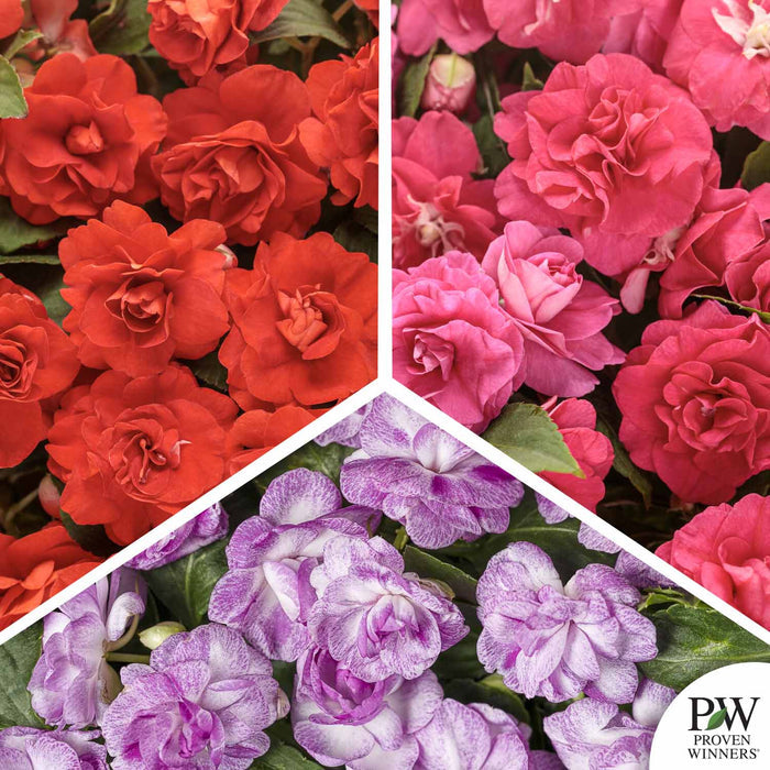 Rockapulco Double Impatiens Mosaic