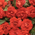 Rockapulco Red Double Impatiens