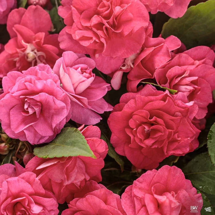 Rockapulco Rose Double Impatiens