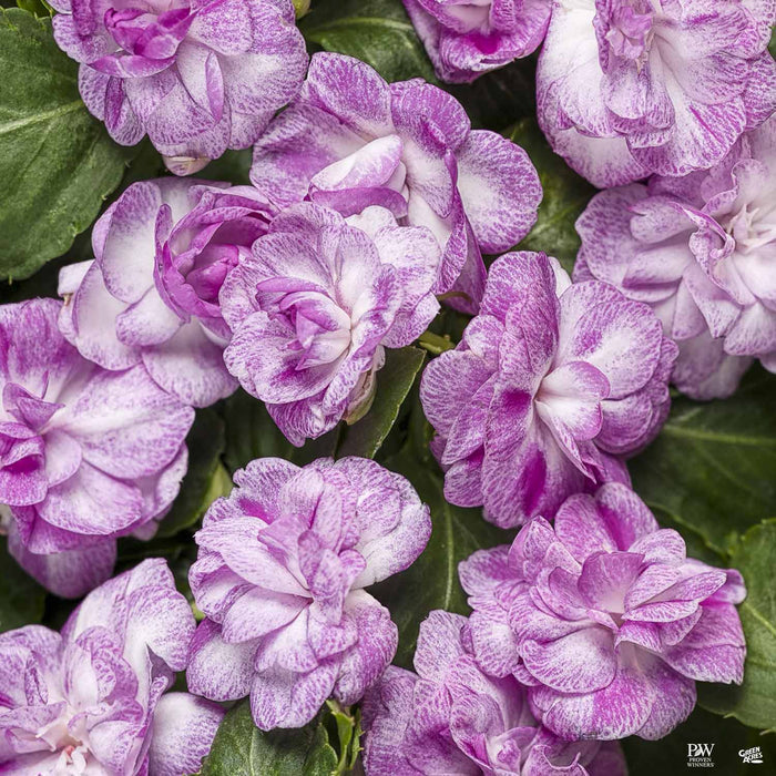 Rockapulco Wisteria Double Impatiens