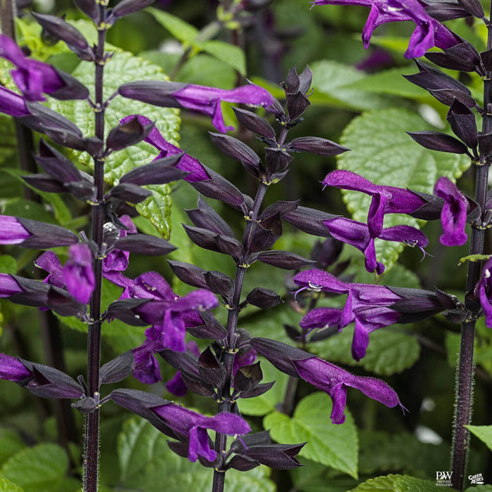 Rockin' Deep Purple Sage