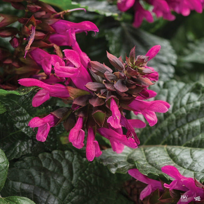 Rockin' Fuchsia Sage
