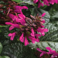 Rockin' Fuchsia Sage