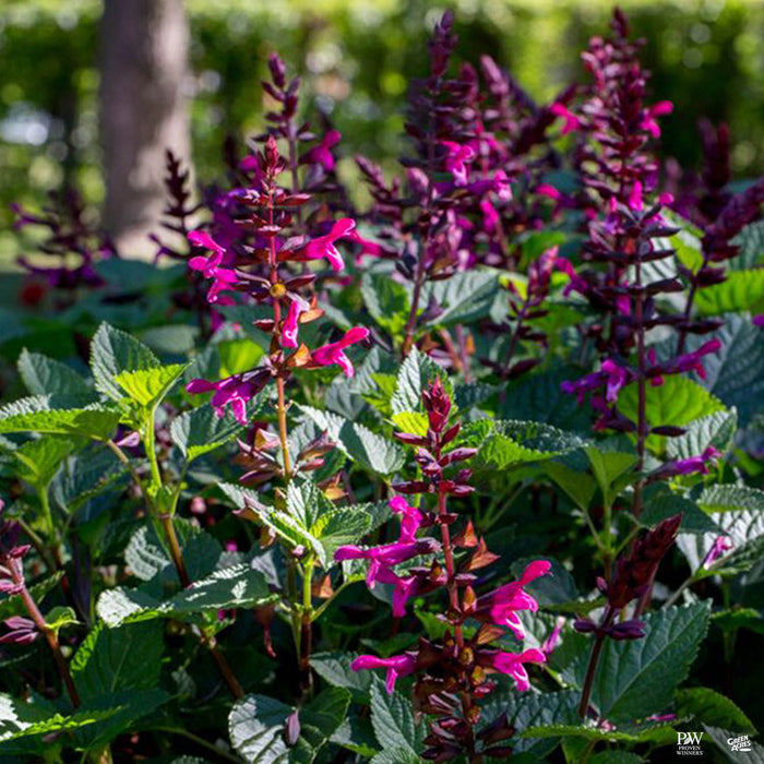 Rockin' Fuchsia Sage