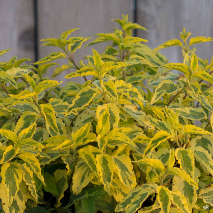 Rockrose 'Mickie' Leaves