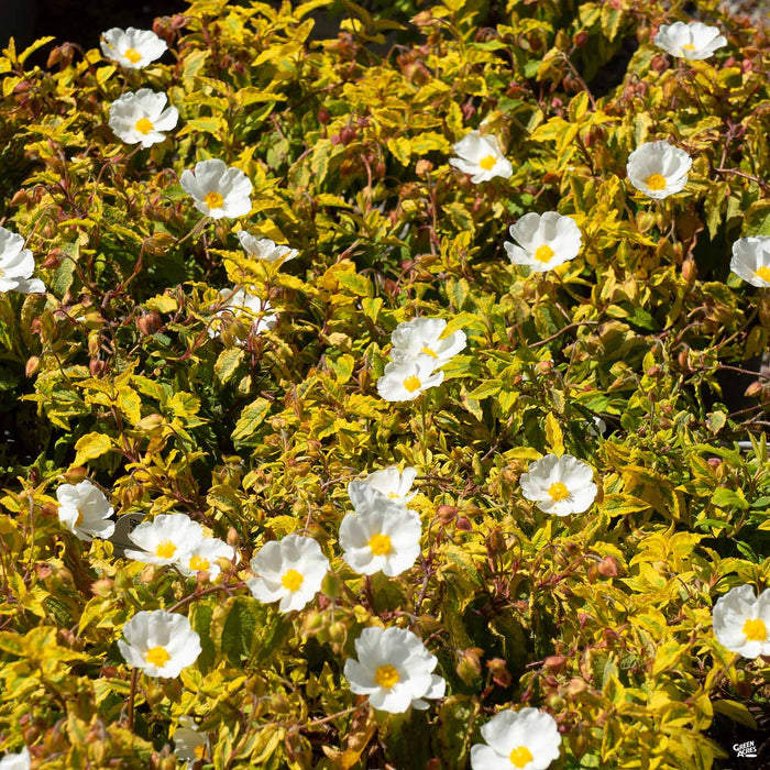Rockrose 'Mickie'