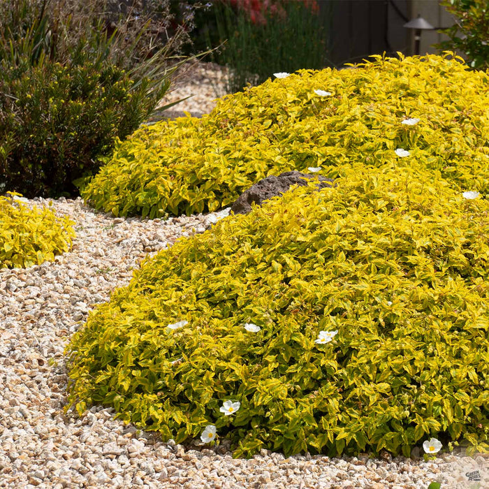 Rockrose 'Mickie'