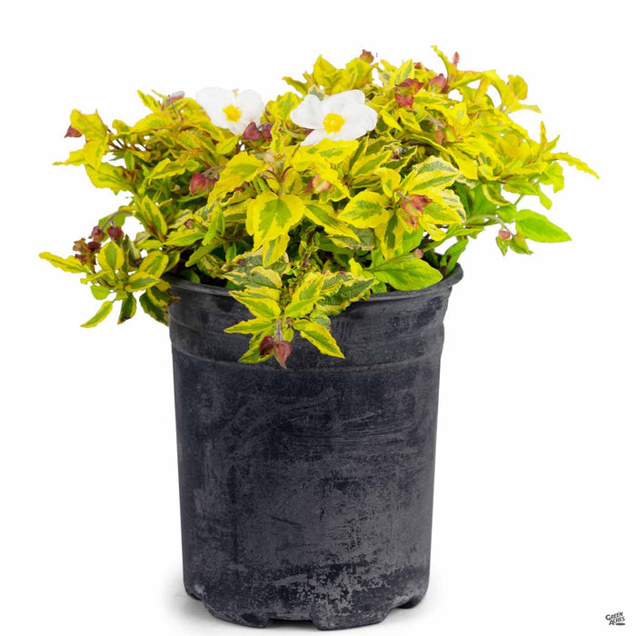 Rockrose 'Mickie' 1 gallon