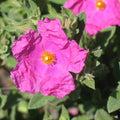 'Sunset' Rockrose