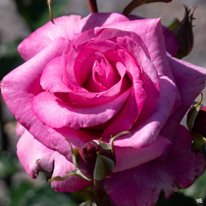 'Barbara Streisand' Hybrid Tea Rose