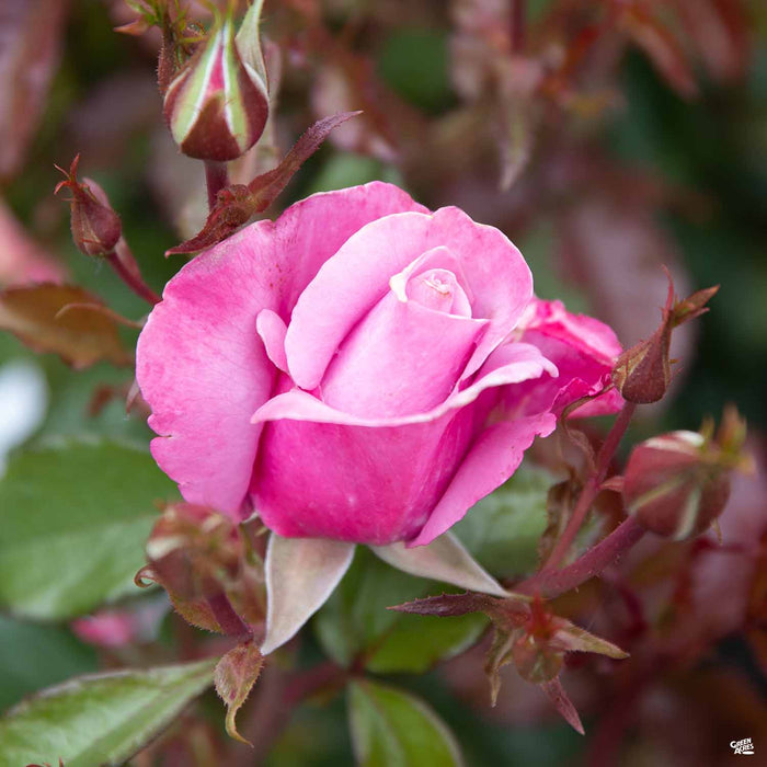 Barbara Streisand Hybrid Tea Rose