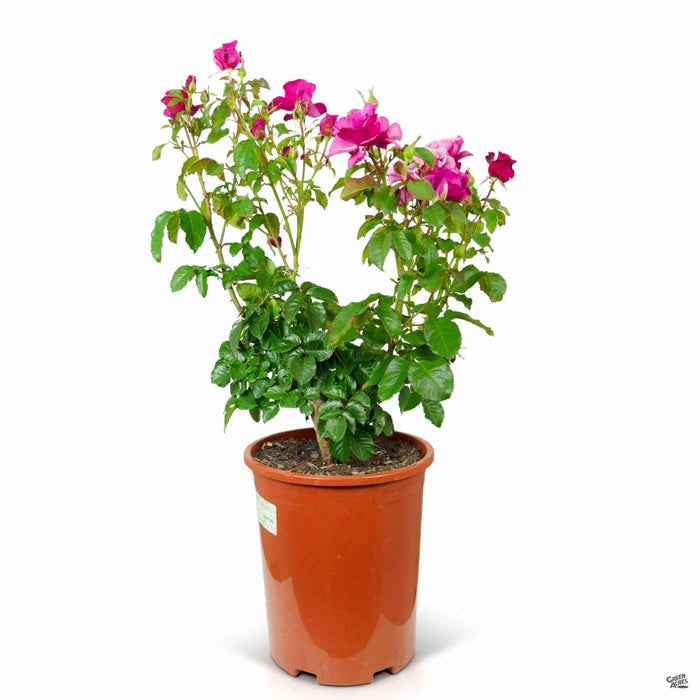 Barbara Streisand Hybrid Tea Rose 5 gallon