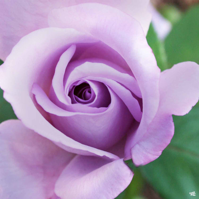 'Blue Girl' Hybrid Tea Rose