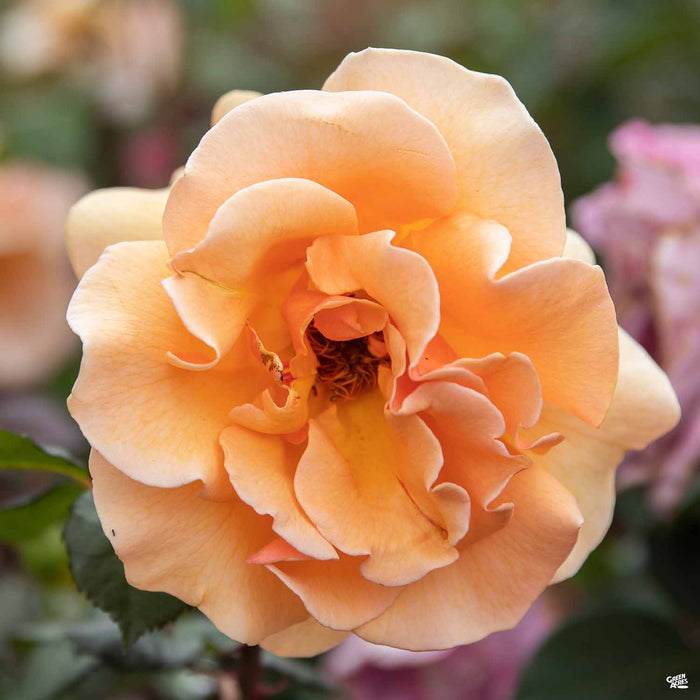 Brandy Hybrid Tea Rose