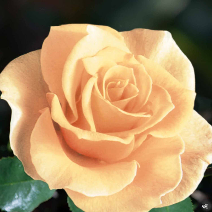 Rose 'Brandy'