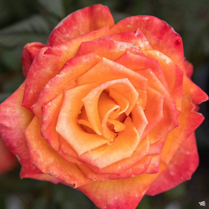 Chris Evert Hybrid Tea Rose