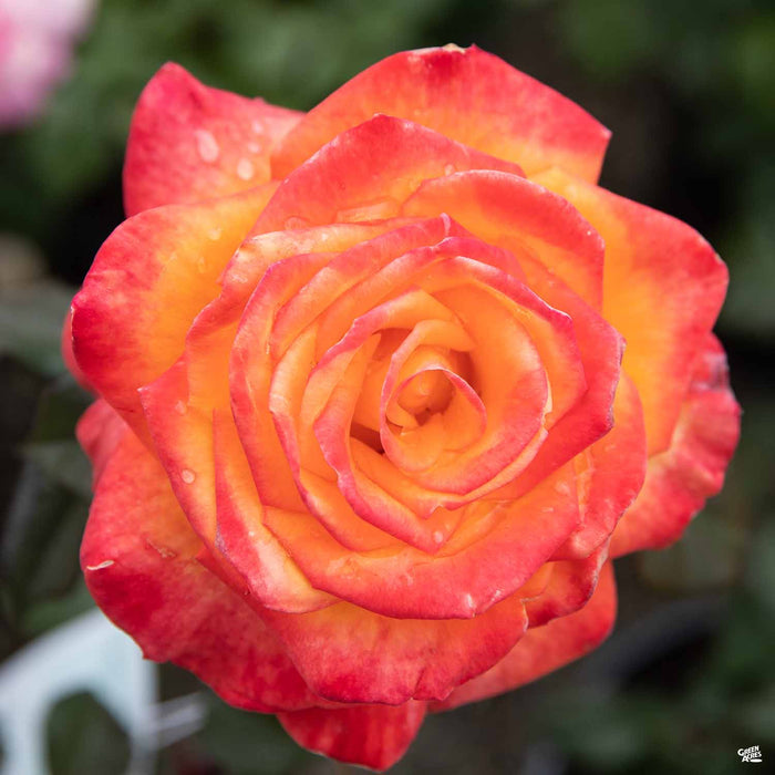 Chris Evert Hybrid Tea Rose