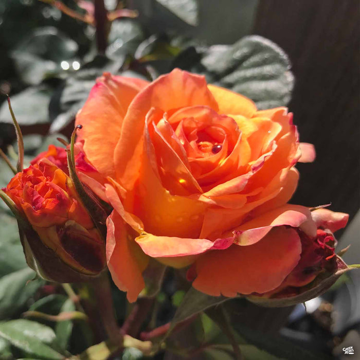 'Chris Evert' Hybrid Tea Rose