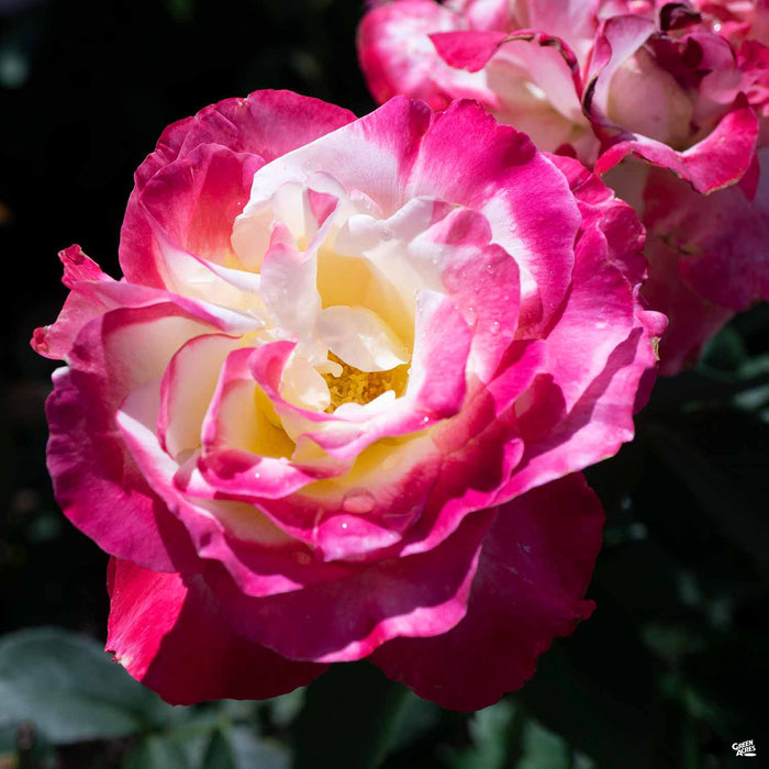 'Double Delight' Hybrid Tea Rose
