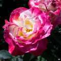 'Double Delight' Hybrid Tea Rose