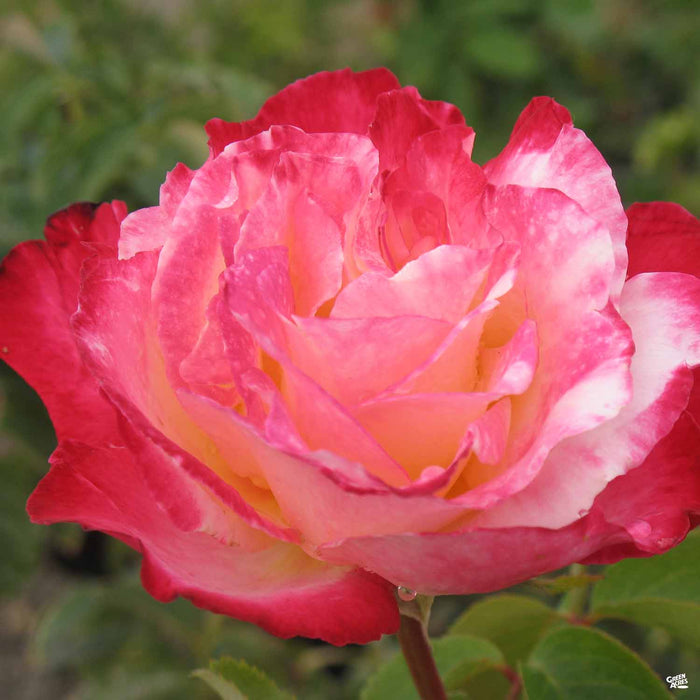 'Double Delight' Hybrid Tea Rose
