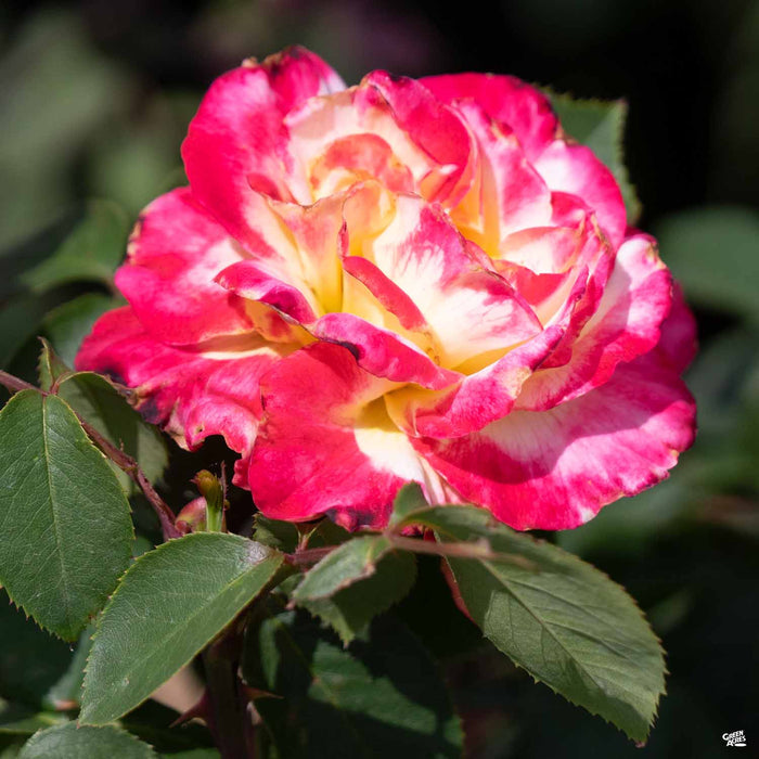 'Double Delight' Hybrid Tea Rose