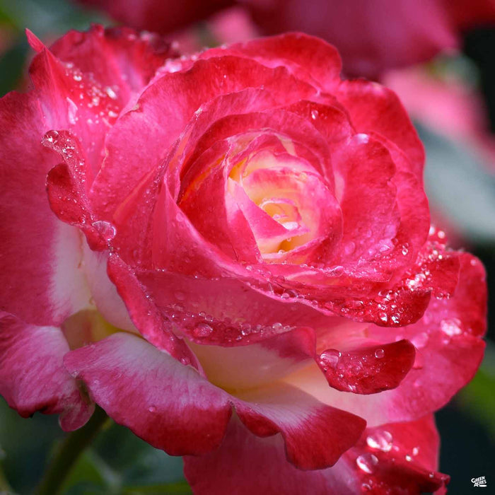 Elizabeth Taylor Hybrid Tea Rose